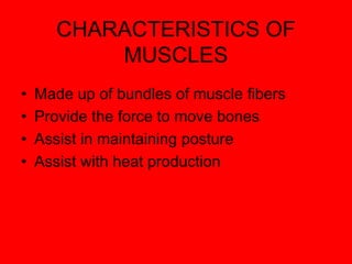 CHARACTERISTICS OF
MUSCLES
• Made up of bundles of muscle fibers
• Provide the force to move bones
• Assist in maintaining posture
• Assist with heat production
 