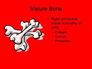 Mature Bone
• Rigid connective
tissue consisting of
cells;
– Collagen
– Calcium
– Phosphate
 
