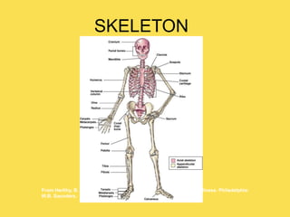 SKELETON
From Herlihy, B. & Maebius, N. (2000). The human body in health and illness. Philadelphia:
W.B. Saunders.
 