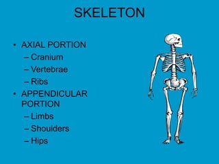 SKELETON
• AXIAL PORTION
– Cranium
– Vertebrae
– Ribs
• APPENDICULAR
PORTION
– Limbs
– Shoulders
– Hips
 