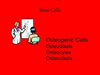 Bone Cells
Osteogenic Cells
Osteoblasts
Osteocytes
Osteoclasts
 