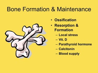 Bone Formation & Maintenance
• Ossification
• Resorption &
Formation
– Local stress
– Vit. D
– Parathyroid hormone
– Calcitonin
– Blood supply
 