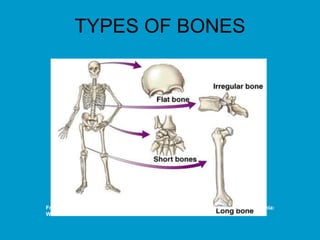TYPES OF BONES
From Herlihy, B. & Maebius, N. (2000). The human body in health and illness. Philadelphia:
W.B. Saunders.
 