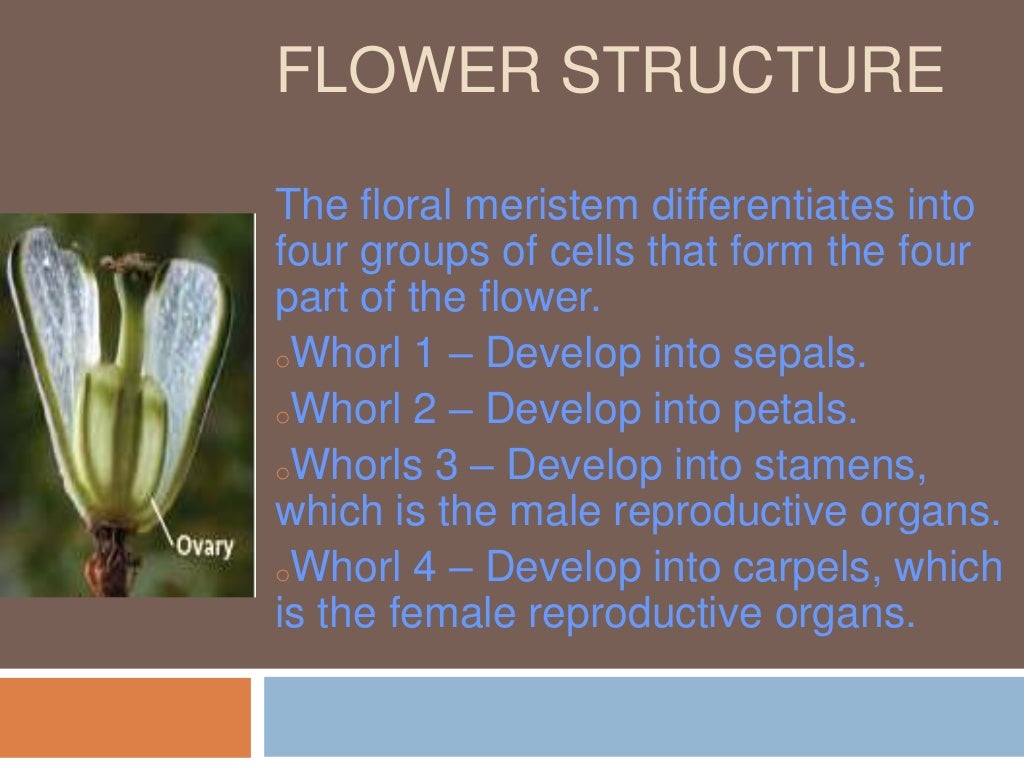 Flower Development