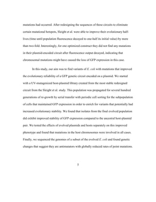 5
mutations had occurred. After redesigning the sequences of these circuits to eliminate
certain mutational hotspots, Sleight et al. were able to improve their evolutionary half-
lives (time until population fluorescence decayed to one-half its initial value) by more
than two-fold. Interestingly, for one optimized construct they did not find any mutations
in their plasmid-encoded circuit after fluorescence output decayed, indicating that
chromosomal mutations might have caused the loss of GFP expression in this case.
In this study, our aim was to find variants of E. coli with mutations that improved
the evolutionary reliability of a GFP genetic circuit encoded on a plasmid. We started
with a UV-mutagenized host-plasmid library created from the most stable redesigned
circuit from the Sleight et al. study. This population was propagated for several hundred
generations of re-growth by serial transfer with periodic cell sorting for the subpopulation
of cells that maintained GFP expression in order to enrich for variants that potentially had
increased evolutionary stability. We found that isolates from the final evolved population
did exhibit improved stability of GFP expression compared to the ancestral host-plasmid
pair. We tested the effects of evolved plasmids and hosts separately on this improved
phenotype and found that mutations in the host chromosomes were involved in all cases.
Finally, we sequenced the genomes of a subset of the evolved E. coli and found genetic
changes that suggest they are antimutators with globally reduced rates of point mutations.
 