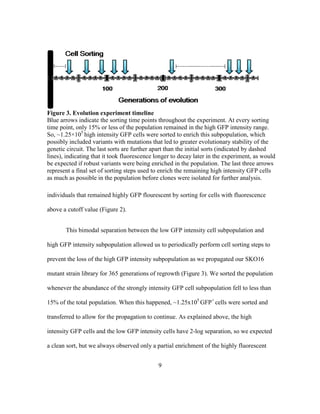9
individuals that remained highly GFP flourescent by sorting for cells with fluorescence
above a cutoff value (Figure 2).
This bimodal separation between the low GFP intensity cell subpopulation and
high GFP intensity subpopulation allowed us to periodically perform cell sorting steps to
prevent the loss of the high GFP intensity subpopulation as we propagated our SKO16
mutant strain library for 365 generations of regrowth (Figure 3). We sorted the population
whenever the abundance of the strongly intensity GFP cell subpopulation fell to less than
15% of the total population. When this happened, ~1.25x105
GFP+
cells were sorted and
transferred to allow for the propagation to continue. As explained above, the high
intensity GFP cells and the low GFP intensity cells have 2-log separation, so we expected
a clean sort, but we always observed only a partial enrichment of the highly fluorescent
Figure 3. Evolution experiment timeline
Blue arrows indicate the sorting time points throughout the experiment. At every sorting
time point, only 15% or less of the population remained in the high GFP intensity range.
So, ~1.25×105
high intensity GFP cells were sorted to enrich this subpopulation, which
possibly included variants with mutations that led to greater evolutionary stability of the
genetic circuit. The last sorts are further apart than the initial sorts (indicated by dashed
lines), indicating that it took fluorescence longer to decay later in the experiment, as would
be expected if robust variants were being enriched in the population. The last three arrows
represent a final set of sorting steps used to enrich the remaining high intensity GFP cells
as much as possible in the population before clones were isolated for further analysis.
 