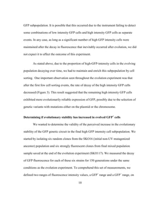 10
GFP subpopulation. It is possible that this occurred due to the instrument failing to detect
some combinations of low intensity GFP cells and high intensity GFP cells as separate
events. In any case, as long as a significant number of high GFP intensity cells were
maintained after the decay in fluorescence that inevitably occurred after evolution, we did
not expect it to affect the outcome of this experiment.
As stated above, due to the proportion of high-GFP-intensity cells in the evolving
population decaying over time, we had to maintain and enrich this subpopulation by cell
sorting. One important observation seen throughout the evolution experiment was that
after the first few cell sorting events, the rate of decay of the high intensity GFP cells
decreased (Figure 3). This result suggested that the remaining high intensity GFP cells
exhibited more evolutionarily reliable expression of GFP, possibly due to the selection of
genetic variants with mutations either on the plasmid or the chromosome.
Determining if evolutionary stability has increased in evolved GFP+
cells
We wanted to determine the validity of the perceived increase in the evolutionary
stability of the GFP genetic circuit in the final high GFP intensity cell subpopulation. We
started by isolating six random clones from the SKO16 (initial non-UV mutagenized
ancestor) population and six strongly fluorescent clones from final mixed population
sample saved at the end of the evolution experiment (SKO117). We measured the decay
of GFP fluorescence for each of these six strains for 150 generations under the same
conditions as the evolution experiment. To comprehend this set of measurements, we
defined two ranges of fluorescence intensity values, a GFP+
range and a GFP−
range, on
 