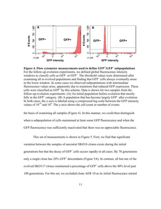 11
the basis of examining all samples (Figure 4). In this manner, we could then distinguish
when a subpopulation of cells maintained at least some GFP fluorescence and when the
GFP fluorescence was sufficiently inactivated that there was no appreciable fluorescence.
This set of measurements is shown in Figure 5. First, we find that significant
variation between the samples of ancestral SKO16 clones exists during the initial
generations but that the decay of GFP+
cells occurs rapidly in all cases. By 70 generations
only a single clone has 20% GFP+
descendants (Figure 5A). In contrast, all but one of the
evolved SKO117 clones maintained a percentage of GFP+
cells above the 40% level past
100 generations. For this set, we excluded clone AER 10 as its initial fluorescence started
GFP intensity
#Events
GFP+GFP−
B#Events
GFP+GFP−
A
GFP intensity
Figure 4. Flow cytometer measurements used to define GFP+
/GFP–
subpopulations
For the follow-up evolution experiments, we defined global fluorescence intensity
windows to classify cells as GFP–
or GFP+
. The threshold values were determined after
examining all re-evolved populations and finding that GFP–
cells always eventually arose
in the lower window. In some cases we observed subpopulations with intermediate
fluorescence values arise, apparently due to mutations that reduced GFP expression. These
cells were classified as GFP+
by this scheme. Data is shown for two samples from the
follow-up evolution experiments: (A) An initial population before evolution that mostly
falls in the GFP+
category. (B) A population that has become largely GFP–
after evolution.
In both cases, the x-axis is labeled using a compressed log-scale between the GFP intensity
values of 10−4
and 104
. The y-axis shows the cell count or number of events.
 