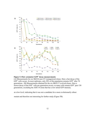 12
at a low level, indicating that it was not a candidate for a more evolutionarily robust
mutant and therefore not interesting for further study (Figure 5B).
Figure 5. Flow cytometer GFP+
decay measurements
(A) Measurements for six SKO16 non-UV mutagenized clones. Here a fast decay of the
GFP+
cells occurs. In most replicates, only 20% of the population remains GFP+
after 70
generations. (B) Measurements obtained for the six SKO117 evolved clones. Here a
slower decay of the GFP+
cells per generation occurs, as many cells remain GFP+
past 130
generations, excluding the AER 10 clone that has a low initial GFP intensity.
 