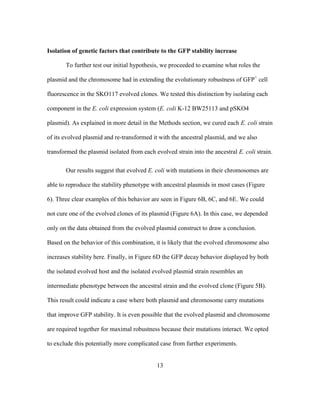13
Isolation of genetic factors that contribute to the GFP stability increase
To further test our initial hypothesis, we proceeded to examine what roles the
plasmid and the chromosome had in extending the evolutionary robustness of GFP+
cell
fluorescence in the SKO117 evolved clones. We tested this distinction by isolating each
component in the E. coli expression system (E. coli K-12 BW25113 and pSKO4
plasmid). As explained in more detail in the Methods section, we cured each E. coli strain
of its evolved plasmid and re-transformed it with the ancestral plasmid, and we also
transformed the plasmid isolated from each evolved strain into the ancestral E. coli strain.
Our results suggest that evolved E. coli with mutations in their chromosomes are
able to reproduce the stability phenotype with ancestral plasmids in most cases (Figure
6). Three clear examples of this behavior are seen in Figure 6B, 6C, and 6E. We could
not cure one of the evolved clones of its plasmid (Figure 6A). In this case, we depended
only on the data obtained from the evolved plasmid construct to draw a conclusion.
Based on the behavior of this combination, it is likely that the evolved chromosome also
increases stability here. Finally, in Figure 6D the GFP decay behavior displayed by both
the isolated evolved host and the isolated evolved plasmid strain resembles an
intermediate phenotype between the ancestral strain and the evolved clone (Figure 5B).
This result could indicate a case where both plasmid and chromosome carry mutations
that improve GFP stability. It is even possible that the evolved plasmid and chromosome
are required together for maximal robustness because their mutations interact. We opted
to exclude this potentially more complicated case from further experiments.
 