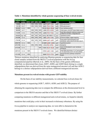 15
Mutations present in evolved strains with greater GFP stability
On the basis of our stability measurements, we selected four evolved clones for
whole-genome re-sequencing (AER 7, AER 8, AER9, and AER12). The purpose of
obtaining the sequencing data was to compare the differences at the chromosomal level in
comparison to the SKO16 ancestor and that of the SKO117 evolved clones. By further
comparing mutations in different mutagenized and evolved strains, we hoped to identify
mutations that could play a role in their increased evolutionary robustness. By using the
breseq pipeline to analyze our sequencing data, we were able to characterize the
mutations present in the SKO117 evolved clones. We identified thirteen distinct
Table 1. Mutations identified by whole-genome sequencing of four evolved strains
Thirteen mutations identified by analyzing Illumina genome re-sequencing data for four
clonal samples isolated from the SKO117 evolved population with the breseq
computational pipeline (Barrick et al., 2009). On the basis of the genetic differences
identified, we determined that clones AER7, AER8, and AER9 likely belong to a single
subpopulation that was derived from the same mutagenized ancestor cell and that AER12
belongs to a distinct subpopulation derived from a different mutagenized ancestor.
 