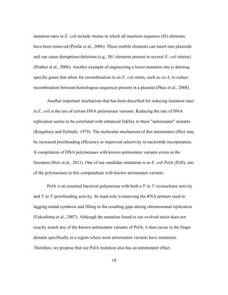 18
mutation rates in E. coli include strains in which all insertion sequence (IS) elements
have been removed (Pósfai et al., 2006). These mobile elements can insert into plasmids
and can cause disruptions/deletions (e.g., IS1 elements present in several E. coli strains)
(Prather et al., 2006). Another example of engineering a lower mutation rate is deleting
specific genes that allow for recombination in an E. coli strain, such as recA, to reduce
recombination between homologous sequences present in a plasmid (Phue et al., 2008).
Another important mechanism that has been described for reducing mutation rates
in E. coli is the use of certain DNA polymerase variants. Reducing the rate of DNA
replication seems to be correlated with enhanced fidelity in these "antimutator" mutants
(Kingsbury and Helinski, 1970). The molecular mechanism of this antimutator effect may
be increased proofreading efficiency or improved selectivity in nucleotide incorporation.
A compilation of DNA polymerases with known antimutator variants exists in the
literature (Herr et al., 2011). One of our candidate mutations is in E. coli PolA (PolI), one
of the polymerases in this compendium with known antimutator variants.
PolA is an essential bacterial polymerase with both a 5′ to 3′ exonuclease activity
and 3′ to 5′ proofreading activity. Its main role is removing the RNA primers used in
lagging strand synthesis and filling in the resulting gaps during chromosomal replication
(Fukushima et al., 2007). Although the mutation found in our evolved strain does not
exactly match any of the known antimutator variants of PolA, it does occur in the finger
domain specifically in a region where most antimutator variants have mutations.
Therefore, we propose that our PolA mutation also has an antimutator effect.
 