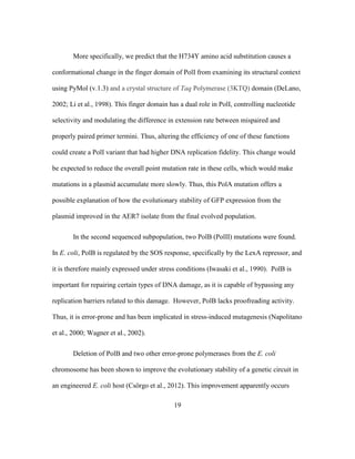 19
More specifically, we predict that the H734Y amino acid substitution causes a
conformational change in the finger domain of PolI from examining its structural context
using PyMol (v.1.3) and a crystal structure of Taq Polymerase (3KTQ) domain (DeLano,
2002; Li et al., 1998). This finger domain has a dual role in PolI, controlling nucleotide
selectivity and modulating the difference in extension rate between mispaired and
properly paired primer termini. Thus, altering the efficiency of one of these functions
could create a PolI variant that had higher DNA replication fidelity. This change would
be expected to reduce the overall point mutation rate in these cells, which would make
mutations in a plasmid accumulate more slowly. Thus, this PolA mutation offers a
possible explanation of how the evolutionary stability of GFP expression from the
plasmid improved in the AER7 isolate from the final evolved population.
In the second sequenced subpopulation, two PolB (PolII) mutations were found.
In E. coli, PolB is regulated by the SOS response, specifically by the LexA repressor, and
it is therefore mainly expressed under stress conditions (Iwasaki et al., 1990). PolB is
important for repairing certain types of DNA damage, as it is capable of bypassing any
replication barriers related to this damage. However, PolB lacks proofreading activity.
Thus, it is error-prone and has been implicated in stress-induced mutagenesis (Napolitano
et al., 2000; Wagner et al., 2002).
Deletion of PolB and two other error-prone polymerases from the E. coli
chromosome has been shown to improve the evolutionary stability of a genetic circuit in
an engineered E. coli host (Csörgo et al., 2012). This improvement apparently occurs
 