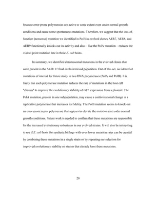 20
because error-prone polymerases are active to some extent even under normal growth
conditions and cause some spontaneous mutations. Therefore, we suggest that the loss-of-
function (nonsense) mutation we identified in PolB in evolved clones AER7, AER8, and
AER9 functionally knocks out its activity and also – like the PolA mutation – reduces the
overall point mutation rate in these E. coli hosts.
In summary, we identified chromosomal mutations in the evolved clones that
were present in the SKO117 final evolved mixed population. Out of this set, we identified
mutations of interest for future study in two DNA polymerases (PolA and PolB). It is
likely that each polymerase mutation reduces the rate of mutations in the host cell
"chassis" to improve the evolutionary stability of GFP expression from a plasmid. The
PolA mutation, present in one subpopulation, may cause a conformational change in a
replicative polymerase that increases its fidelity. The PolB mutation seems to knock out
an error-prone repair polymerase that appears to elevate the mutation rate under normal
growth conditions. Future work is needed to confirm that these mutations are responsible
for the increased evolutionary robustness in our evolved strains. It will also be interesting
to see if E. coli hosts for synthetic biology with even lower mutation rates can be created
by combining these mutations in a single strain or by repeating our selection for
improved evolutionary stability on strains that already have these mutations.
 