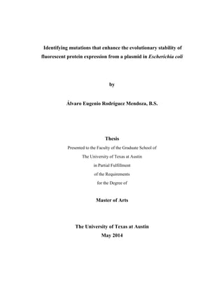 Identifying mutations that enhance the evolutionary stability of
fluorescent protein expression from a plasmid in Escherichia coli
by
Álvaro Eugenio Rodríguez Mendoza, B.S.
Thesis
Presented to the Faculty of the Graduate School of
The University of Texas at Austin
in Partial Fulfillment
of the Requirements
for the Degree of
Master of Arts
The University of Texas at Austin
May 2014
 
