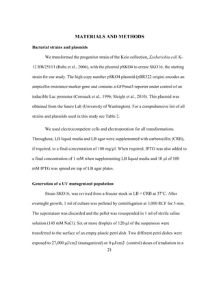 21
MATERIALS AND METHODS
Bacterial strains and plasmids
We transformed the progenitor strain of the Keio collection, Escherichia coli K-
12 BW25113 (Baba et al., 2006), with the plasmid pSKO4 to create SKO16, the starting
strain for our study. The high copy number pSKO4 plasmid (pBR322 origin) encodes an
ampicillin resistance marker gene and contains a GFPmut3 reporter under control of an
inducible Lac promoter (Cormack et al., 1996; Sleight et al., 2010). This plasmid was
obtained from the Sauro Lab (University of Washington). For a comprehensive list of all
strains and plasmids used in this study see Table 2.
We used electrocompetent cells and electroporation for all transformations.
Throughout, LB liquid media and LB agar were supplemented with carbenicillin (CRB),
if required, to a final concentration of 100 mg/µl. When required, IPTG was also added to
a final concentration of 1 mM when supplementing LB liquid media and 10 µl of 100
mM IPTG was spread on top of LB agar plates.
Generation of a UV mutagenized population
Strain SKO16, was revived from a freezer stock in LB + CRB at 37°C. After
overnight growth, 1 ml of culture was pelleted by centrifugation at 3,000 RCF for 5 min.
The supernatant was discarded and the pellet was resuspended in 1 ml of sterile saline
solution (145 mM NaCl). Six or more droplets of 120 μl of the suspension were
transferred to the surface of an empty plastic petri dish. Two different petri dishes were
exposed to 27,000 μJ/cm2 (mutagenized) or 0 μJ/cm2 (control) doses of irradiation in a
 