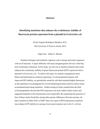 vi
Abstract
Identifying mutations that enhance the evolutionary stability of
fluorescent protein expression from a plasmid in Escherichia coli
Alvaro Eugenio Rodriguez Mendoza, M.A.
The University of Texas at Austin, 2014
Supervisor: Jeffrey E. Barrick
Synthetic biologists and metabolic engineers seek to design and create organisms
with novel functions. A major difficulty with many designed genetic devices is that they
lack evolutionary robustness. In this study, our aim was to identify mutations that could
enhance the evolutionary stability of green fluorescent protein (GFP) expression from a
plasmid in Escherichia coli. To achieve this goal, we created a mutagenized strain
library and performed an evolution experiment. To enrich potential mutants with
improved GFP stability, we periodically sorted for cells that remained highly fluorescent
as this population was propagated for several hundred generations and less-robust strains
accumulated inactivating mutations. Further testing of clones isolated from the final
evolved population showed that GFP expression was more stable in these strains and
suggested mutations in the chromosome were responsible. Re-sequencing the genomes of
four of these strains found that, among other genetic differences from the ancestor, all
had a mutation in either PolA or PolB. These two types of DNA polymerase mutations
may enhance GFP stability by causing a lower point mutation rate in the E. coli host.
 