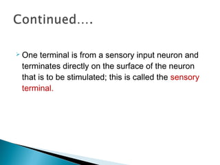  One terminal is from a sensory input neuron and
terminates directly on the surface of the neuron
that is to be stimulated; this is called the sensory
terminal.
 