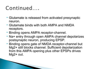  Glutamate is released from activated presynaptic
neuron.
 Glutamate binds with both AMPA and NMDA
receptors.
 Binding opens AMPA receptor-channel.
 Na+ entry through open AMPA channel depolarizes
postsynaptic neuron, producing EPSP.
 Binding opens gate of NMDA receptor-channel but
Mg2+ still blocks channel. Sufficient depolarization
from this AMPA opening plus other EPSPs drives
Mg2+ out.
 