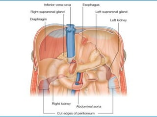 CHẤN THƯƠNG VÀ VẾT THƯƠNG THẬN