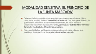 Linea Marcada 47. RECEPTORES SENSITIVOS circuitos neuronales (1).pptx