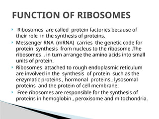 Ribosome ppt structure and functions overview | PPTX
