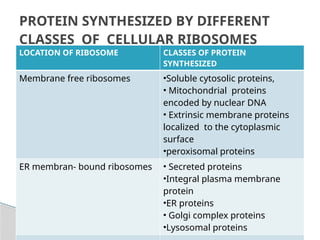 Ribosome ppt structure and functions overview | PPTX