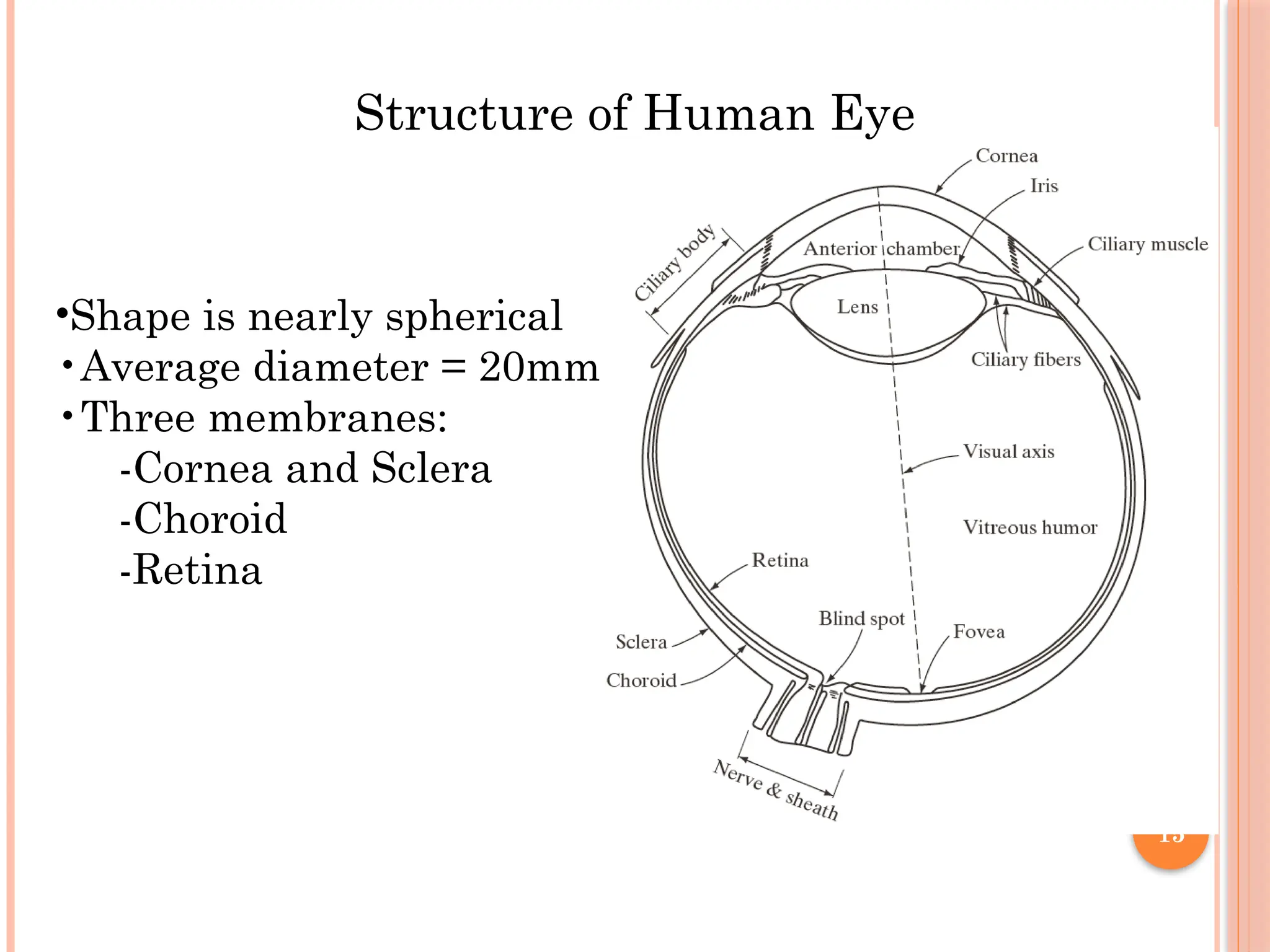 15
Structure of Human Eye
•Shape is nearly spherical
•Average diameter = 20mm
•Three membranes:
-Cornea and Sclera
-Choroid
-Retina
 