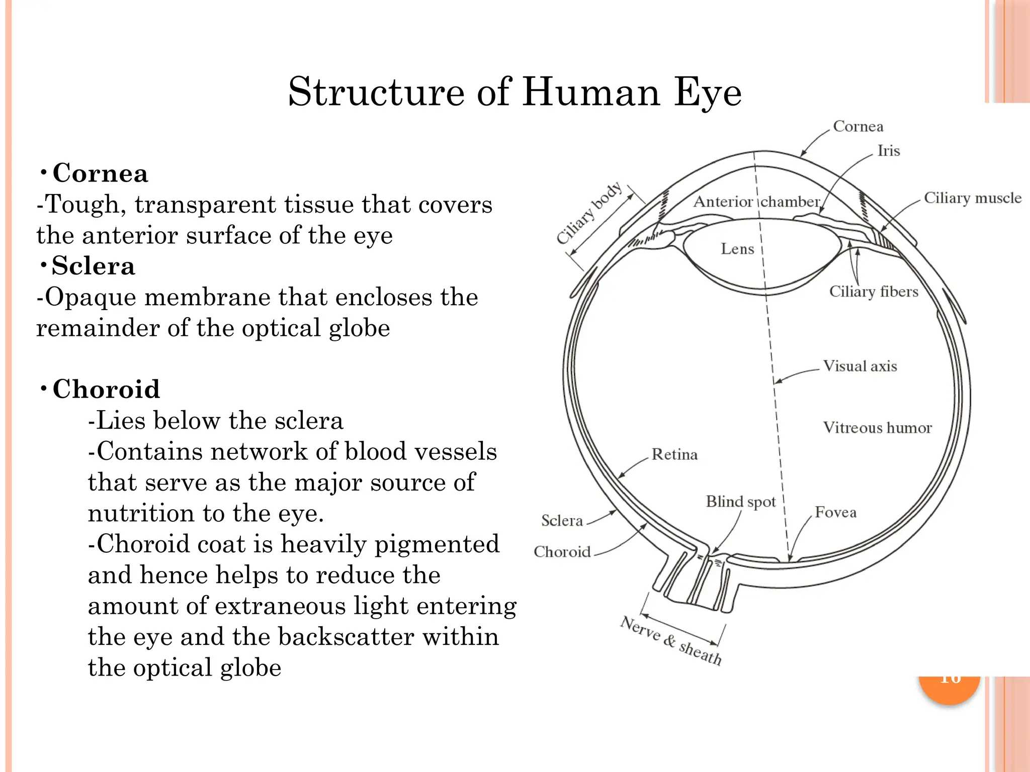16
Structure of Human Eye
•Cornea
-Tough, transparent tissue that covers
the anterior surface of the eye
•Sclera
-Opaque membrane that encloses the
remainder of the optical globe
•Choroid
-Lies below the sclera
-Contains network of blood vessels
that serve as the major source of
nutrition to the eye.
-Choroid coat is heavily pigmented
and hence helps to reduce the
amount of extraneous light entering
the eye and the backscatter within
the optical globe
 