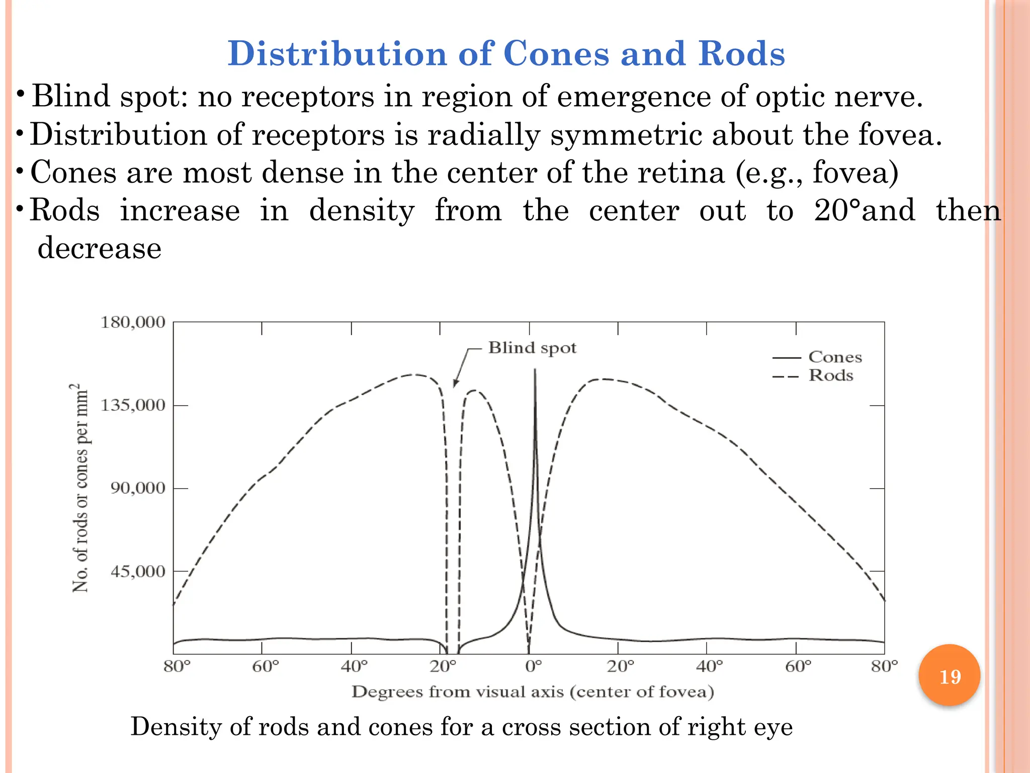 19
Distribution of Cones and Rods
•Blind spot: no receptors in region of emergence of optic nerve.
•Distribution of receptors is radially symmetric about the fovea.
•Cones are most dense in the center of the retina (e.g., fovea)
•Rods increase in density from the center out to 20°and then
decrease
Density of rods and cones for a cross section of right eye
 
