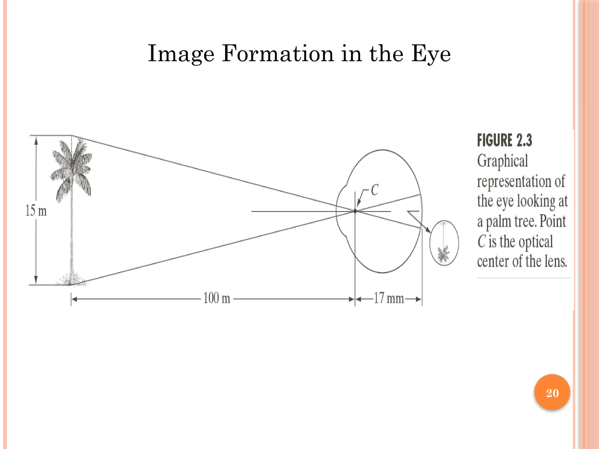 20
Image Formation in the Eye
 
