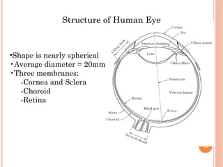 15
Structure of Human Eye
•Shape is nearly spherical
•Average diameter = 20mm
•Three membranes:
-Cornea and Sclera
-Choroid
-Retina
 