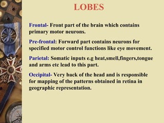 LOBES
Frontal- Front part of the brain which contains
primary motor neurons.
Pre-frontal: Forward part contains neurons for
specified motor control functions like eye movement.
Parietal: Somatic inputs e.g heat,smell,fingers,tongue
and arms etc lead to this part.
Occipital- Very back of the head and is responsible
for mapping of the patterns obtained in retina in
geographic representation.
 