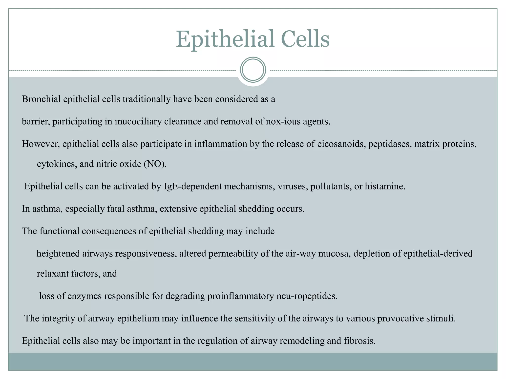 Epithelial Cells
Bronchial epithelial cells traditionally have been considered as a
barrier, participating in mucociliary clearance and removal of nox-ious agents.
However, epithelial cells also participate in inflammation by the release of eicosanoids, peptidases, matrix proteins,
cytokines, and nitric oxide (NO).
Epithelial cells can be activated by IgE-dependent mechanisms, viruses, pollutants, or histamine.
In asthma, especially fatal asthma, extensive epithelial shedding occurs.
The functional consequences of epithelial shedding may include
heightened airways responsiveness, altered permeability of the air-way mucosa, depletion of epithelial-derived
relaxant factors, and
loss of enzymes responsible for degrading proinflammatory neu-ropeptides.
The integrity of airway epithelium may influence the sensitivity of the airways to various provocative stimuli.
Epithelial cells also may be important in the regulation of airway remodeling and fibrosis.
 