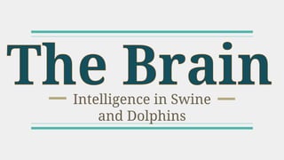 Intelligence in Swine
and Dolphins
 