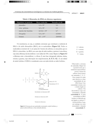 A herança de características morfológicas e a natureza do material genético
C E D E R J
MÓDULO 1 - AULA 5
93
Tabela 1: Dimensões do DNA em diversos organismos
Organismo ou partícula Massa molecular Tamanho em kb
plasmídeo 1,4 x 106
3,0
vírus polioma 3,2 x 106
5,1
maioria das bactérias 2,0-2,6 x 109
4,7
Drosophila 7,9 x 1010
165000
homem 8,0 x 1010
3200000
Os monômeros, ou seja, as unidades estruturais que constituem a molécula de
DNA e do ácido ribonucléico (RNA), são os nucleotídeos (Figura 5.2). Todos os
nucleotídeos consistem de: 1) um açúcar de 5 átomos de carbono, ou uma pentose, que no
DNA é a desoxirribose (no RNA, um outro tipo de ácido nucléico, a pentose é uma ribose,
cuja única diferença da desoxirribose é um radical de OH a mais). Repare na Figura 5.3
a diferença entre a desoxirribose e a ribose; 2) uma base nitrogenada (adenina, timina,
citosina e guanina, cujas abreviações são respectivamente, A, T, C e G) e 3) um radical
de ácido fosfórico. O DNA é considerado como um ácido devido ao ácido fosfórico.
A = adenina
C = citosina
G = guanina
T = timina
Observando a estrutura
do nucleotídeo (Figura 5.2)
é possível notar que a
molécula da desoxirribose
possui 5 átomos de
carbono. Esses átomos
são numerados 1´, 2´, 5´.
Essa notação foi usada
para descrever as duas
extremidades de um
DNA linear. Uma
extremidade termina com
o fosfato ligado no
carbono 5´da
desoxirribose. Logo, essa
extremidade é chamada
extremidade 5´. A outra
extremidade do DNA
termina na hidroxila que
está ligada ao carbono 3´
da desoxirribose. Logo,
por analogia essa outra
extremidade é chamada
extremidade 3´.
Figura 5.2: Estrutura de um nucleotídeo mostrando o ácido fosfórico, o
açúcar (a desoxirribose) e a base aminada ademina.
Aula_05.p65 5/7/2004, 8:05 AM93
 