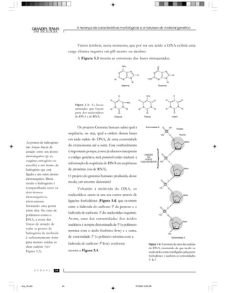 A herança de características morfológicas e a natureza do material genético
949494
GRANDES TEMAS
EM BIOLOGIA
C E D E R J
EM BIOLOGIA
Vamos lembrar, neste momento, que por ser um ácido o DNA exibirá uma
carga elétrica negativa em pH neutro ou alcalino.
A Figura 5.3 mostra as estruturas das bases nitrogenadas.
Os projetos Genoma buscam saber qual a
seqüência, ou seja, qual a ordem dessas bases
em cada cadeia do DNA, de uma extremidade
do cromossoma até a outra. Esse conhecimento
éimportanteporque,comojásabemosinterpretar
o código genético, será possível então traduzir a
informaçãodaseqüênciadoDNAemseqüências
de proteínas (ou de RNA).
O projeto do genoma humano produzirá, desse
modo, um enorme dicionário!
Voltando à molécula do DNA, os
nucleotídeos unem-se uns aos outros através de
ligações fosfodiéster (Figura 5.4) que ocorrem
entre a hidroxila do carbono 5' da pentose e a
hidroxila do carbono 3' do nucleotídeo seguinte.
Assim, uma das extremidades dos ácidos
nucléicosésempredenominadade5'(opolímero
termina com o ácido fosfórico livre) e a outra,
de extremidade 3' (o polímero termina com a
hidroxila do carbono 3' livre) conforme
mostra a Figura 5.4.
Figura 5.4: Estrutura de uma das cadeias
do DNA, mostrando de que modo os
nucleotídiosestãointerligadospelaponte
fosfodiéster e também as extremidades
5`&3`.
Figura 5.3: As bases
aminadas que fazem
parte dos nucleotídeos
do DNA e do RNA.
As pontes de hidrogênio
são forças fracas de
atração entre um átomo
eletronegativo (p. ex.
oxigênio, nitrogênio ou
enxofre) e um átomo de
hidrogênio que está
ligado a um outro átomo
eletronegativo. Desse
modo o hidrogênio é
compartilhado entre os
dois átomos
eletronegativos,
efetivamente
formando uma ponte
entre eles. No caso de
polímeros como o
DNA, a soma das
forças de atração de
todas as pontes de
hidrogênio da molécula
é suficientemente forte
para manter unidas as
duas cadeias (ver
Figura 5.5).
Aula_05.p65 5/7/2004, 8:06 AM94
 