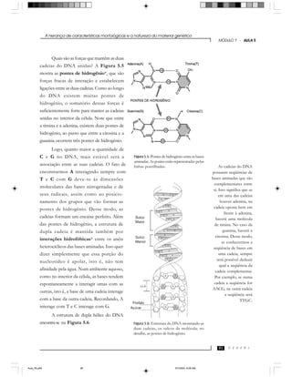 A herança de características morfológicas e a natureza do material genético
C E D E R J
MÓDULO 1 - AULA 5
95
Quais são as forças que mantêm as duas
cadeias do DNA unidas? A Figura 5.5
mostra as pontes de hidrogênio*, que são
forças fracas de interação e estabelecem
ligações entre as duas cadeias. Como ao longo
do DNA existem muitas pontes de
hidrogênio, o somatório dessas forças é
suficientemente forte para manter as cadeias
unidas no interior da célula. Note que entre
a timina e a adenina, existem duas pontes de
hidrogênio, ao passo que entre a citosina e a
guanina ocorrem três pontes de hidrogênio.
Logo, quanto maior a quantidade de
C e G no DNA, mais estável será a
associação entre as suas cadeias. O fato de
encontrarmos A interagindo sempre com
T e C com G deve-se às dimensões
moleculares das bases nitrogenadas e de
seus radicais, assim como ao posicio-
namento dos grupos que vão formar as
pontes de hidrogênio. Desse modo, as
cadeias formam um encaixe perfeito. Além
das pontes de hidrogênio, a estrutura de
dupla cadeia é mantida também por
interações hidrofóbicas* entre os anéis
heterocíclicos das bases aminadas. Isso quer
dizer simplesmente que essa porção do
nucleotídeo é apolar, isto é, não tem
afinidade pela água. Num ambiente aquoso,
como no interior da célula, as bases tendem
espontaneamente a interagir umas com as
outras, isto é, a base de uma cadeia interage
com a base da outra cadeia. Recordando, A
interage com T e C interage com G.
A estrutura de dupla hélice do DNA
encontra-se na Figura 5.6.
As cadeias do DNA
possuem seqüências de
bases aminadas que são
complementares entre
si. Isso significa que se
em uma das cadeias
houver adenina, na
cadeia oposta bem em
frente à adenina,
haverá uma molécula
de timina. No caso da
guanina, haverá a
citosina. Desse modo,
se conhecermos a
seqüência de bases em
uma cadeia, sempre
será possível deduzir
qual a seqüência da
cadeia complementar.
Por exemplo, se numa
cadeia a seqüência for
AACG, na outra cadeia
a seqüência será
TTGC.
Figura 5.6: Estrutura do DNA mostrando as
duas cadeias, os sulcos da molécula; no
detalhe, as pontes de hidrogênio.
Figura 5.5:Pontesdehidrogênioentreasbases
aminadas.Aspontesestãorepresentadas pelas
linhas pontilhadas.
Aula_05.p65 5/7/2004, 8:06 AM95
 