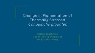 Change in Pigmentation of
Thermally Stressed
Condylactis gigantea
Kelsey Beachman
Under the supervision of:
Dr. Eric Hochberg
 