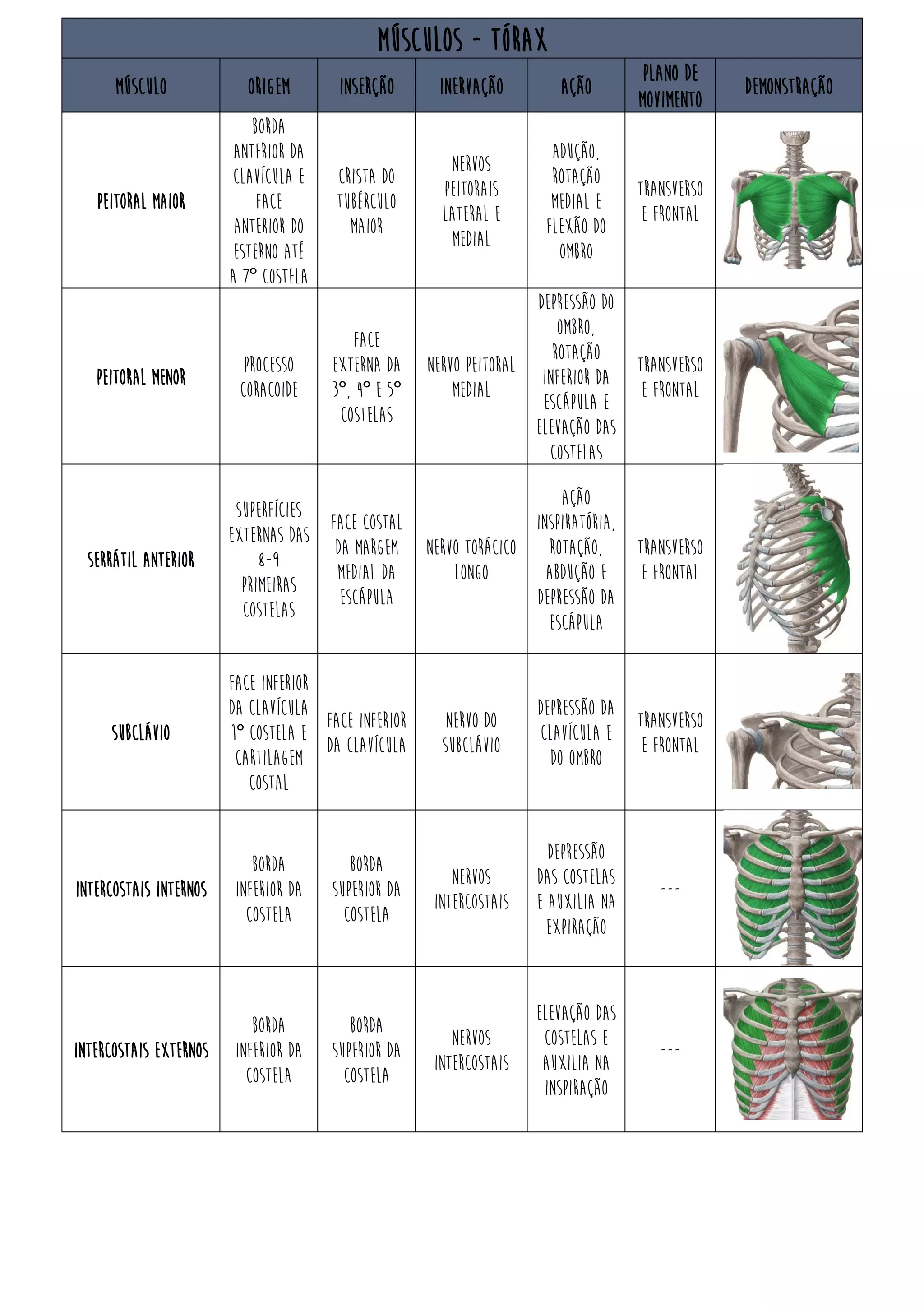 472964955 tabela-musculos-origem-insercao-acao-pdf | PDF
