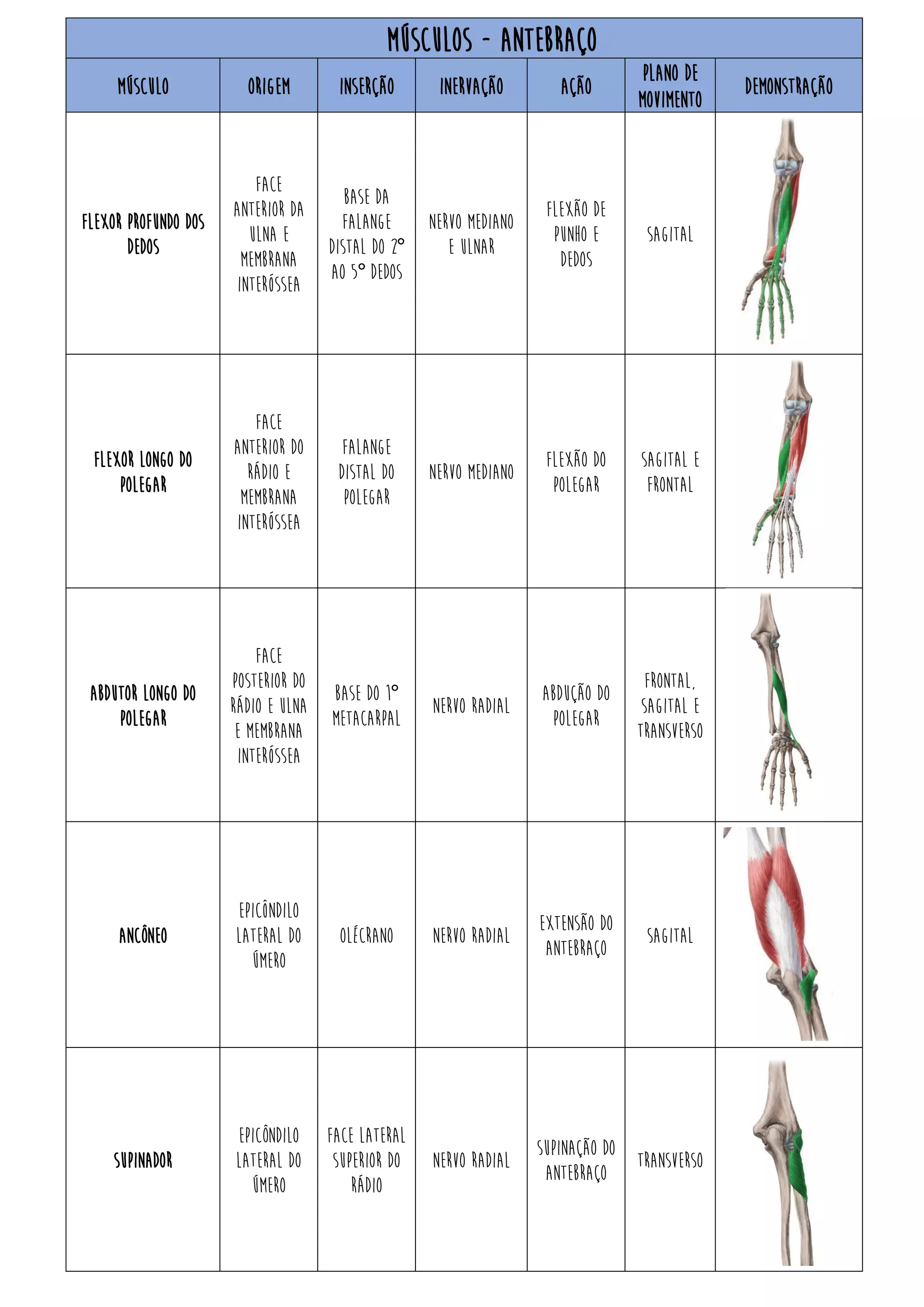 472964955 tabela-musculos-origem-insercao-acao-pdf | PDF