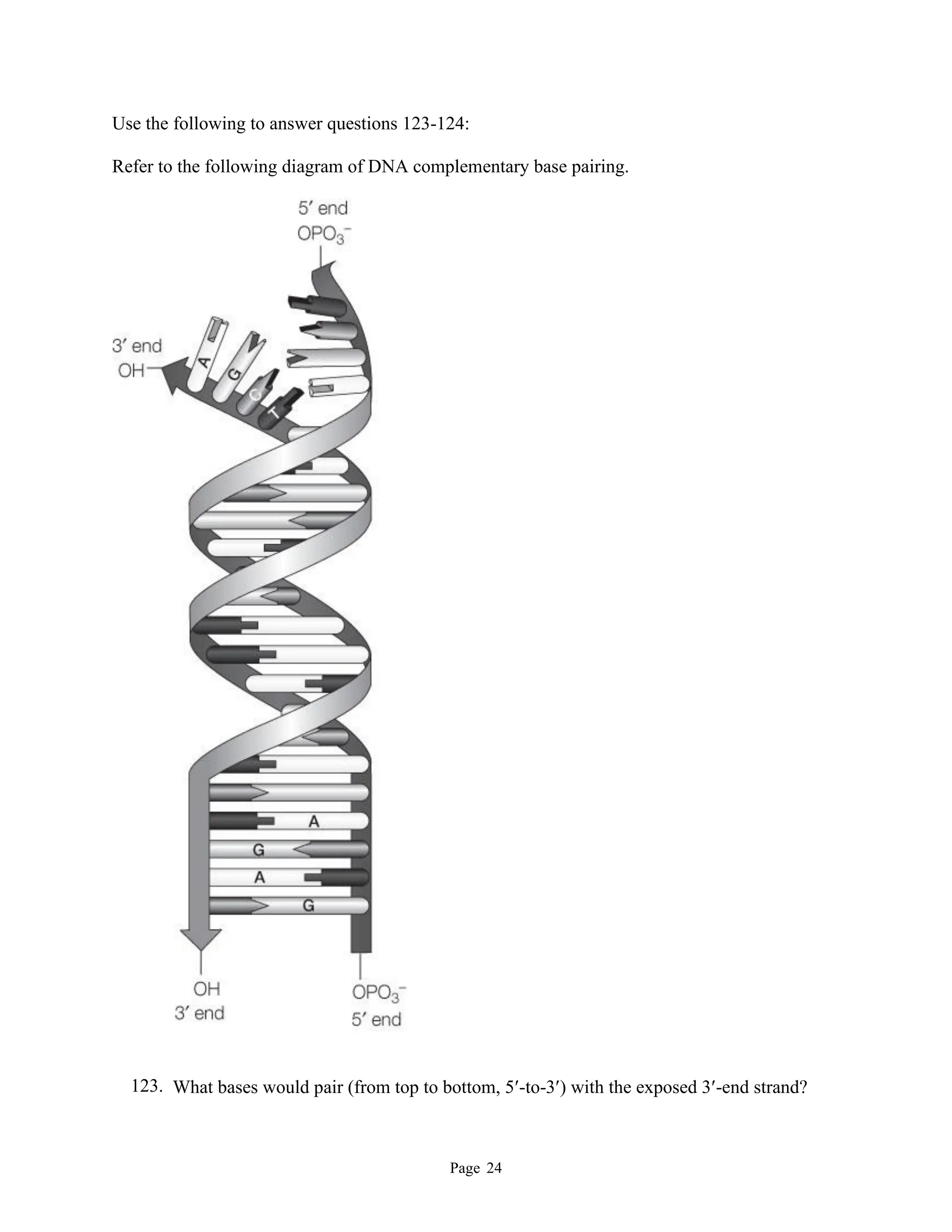 Page 24
Use the following to answer questions 123-124:
Refer to the following diagram of DNA complementary base pairing.
123. What bases would pair (from top to bottom, 5-to-3) with the exposed 3-end strand?
 