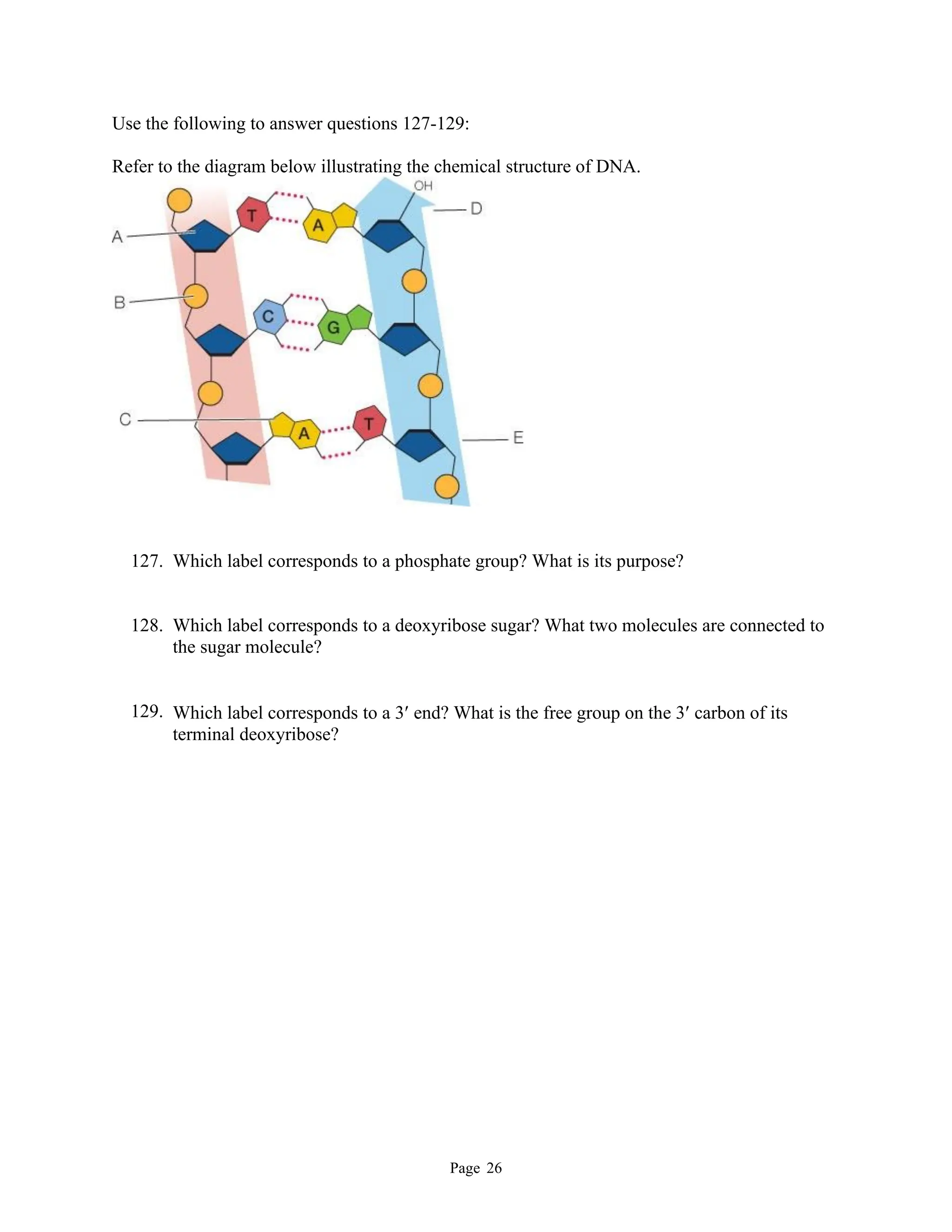Page 26
Use the following to answer questions 127-129:
Refer to the diagram below illustrating the chemical structure of DNA.
127. Which label corresponds to a phosphate group? What is its purpose?
128. Which label corresponds to a deoxyribose sugar? What two molecules are connected to
the sugar molecule?
129. Which label corresponds to a 3 end? What is the free group on the 3 carbon of its
terminal deoxyribose?
 