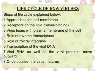 Life CyCLe of RNA ViRuses
Steps of life cycle explained below:
1.Approaches the cell membrane
2.Receptors on the lipid bilayer(binding)
3.Virus fuses with plasma membrane of the cell
4.Role of reverse transcriptase
5.Role retroviral integrase
6.Transcription of the viral DNA
7.Viral RNA as well as the viral proteins; move
outward
8.Once outside, the virus matures
 