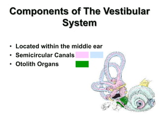 Components of The Vestibular
System
• Located within the middle ear
• Semicircular Canals
• Otolith Organs
 