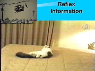 Reflex
Information
 