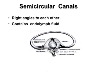 Semicircular Canals
• Right angles to each other
• Contains endolymph fluid
 