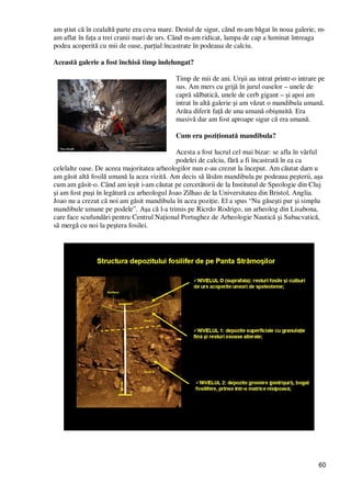60
am ştiut că în cealaltă parte era ceva mare. Destul de sigur, când m-am băgat în noua galerie, m-
am aflat în faŃa a trei cranii mari de urs. Când m-am ridicat, lampa de cap a luminat întreaga
podea acoperită cu mii de oase, parŃial încastrate în podeaua de calciu.
Această galerie a fost închisă timp îndelungat?
Timp de mii de ani. Urşii au intrat printr-o intrare pe
sus. Am mers cu grijă în jurul oaselor – unele de
capră sălbatică, unele de cerb gigant – şi apoi am
intrat în altă galerie şi am văzut o mandibula umană.
Arăta diferit faŃă de una umană obişnuită. Era
masivă dar am fost aproape sigur că era umană.
Cum era poziŃionată mandibula?
Acesta a fost lucrul cel mai bizar: se afla în vârful
podelei de calciu, fără a fi încastrată în ea ca
celelalte oase. De aceea majoritatea arheologilor nun e-au crezut la început. Am căutat darn u
am găsit altă fosilă umană la acea vizită. Am decis să lăsăm mandibula pe podeaua peşterii, aşa
cum am găsit-o. Când am ieşit i-am căutat pe cercetătorii de la Institutul de Speologie din Cluj
şi am fost puşi în legătură cu arheologul Joao Zilhao de la Universitatea din Bristol, Anglia.
Joao nu a crezut că noi am găsit mandibula în acea poziŃie. El a spus “Nu găseşti pur şi simplu
mandibule umane pe podele”. Aşa că l-a trimis pe Ricrdo Rodrigo, un arheolog din Lisabona,
care face scufundări pentru Centrul NaŃional Portughez de Arheologie Nautică şi Subacvatică,
să mergă cu noi la peştera fosilei.
 