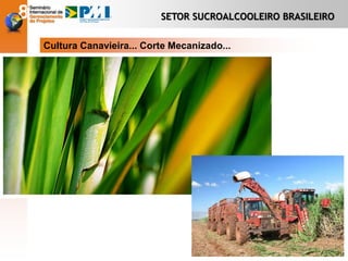SETOR SUCROALCOOLEIRO BRASILEIRO
Cultura Canavieira... Corte Mecanizado...
 