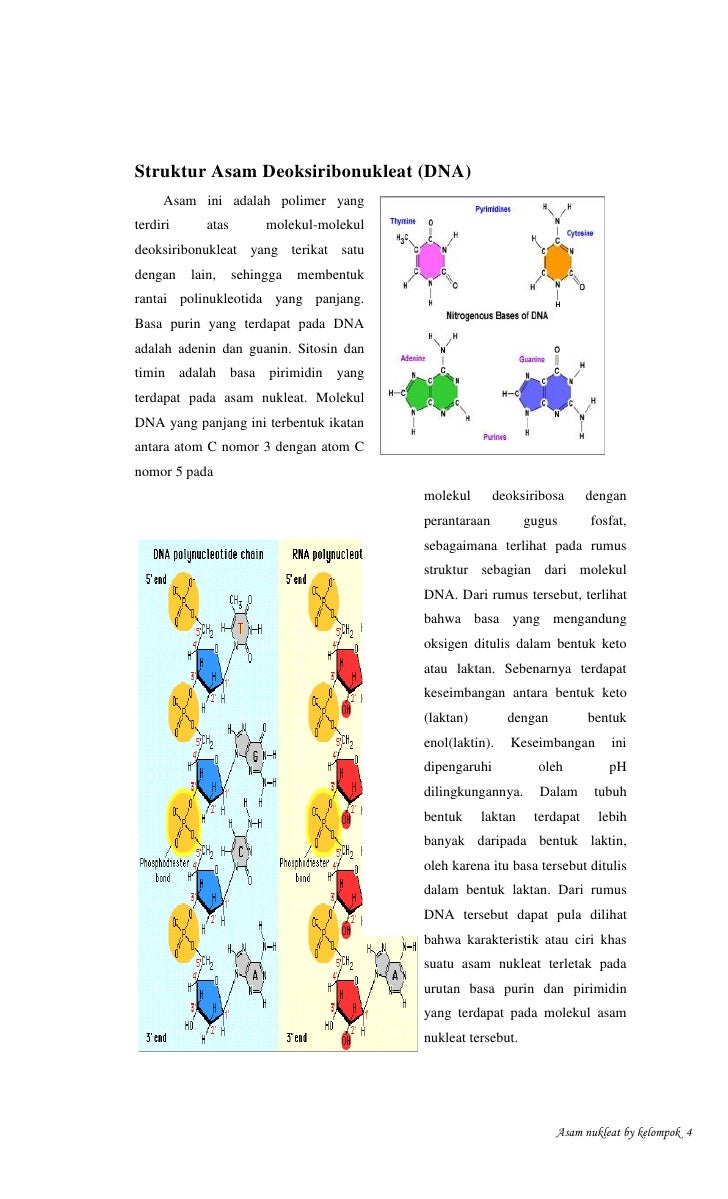Makalah-asam-nukleat